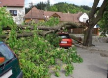 Kwikfynd Tree Cutting Services
mirrabookansw