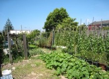 Kwikfynd Vegetable Gardens
mirrabookansw